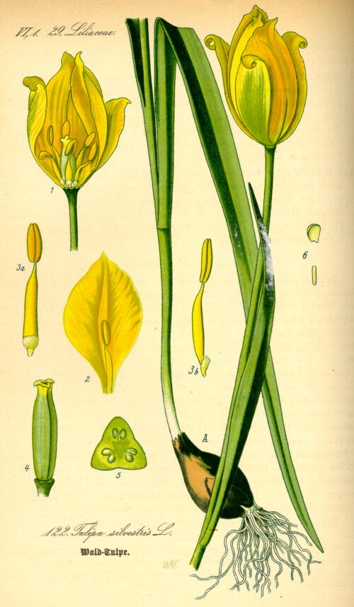 Illustration: Tulipa Sylvestris
