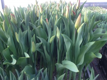Tulpen kurz vor dem Schneiden