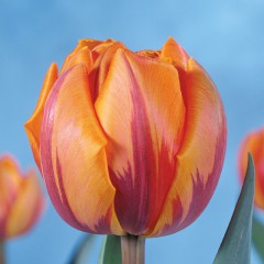 CASE-Tulpen Sorte: Orange Princess